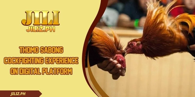 Thomo Sabong Cockfighting Experience On Digital Platform