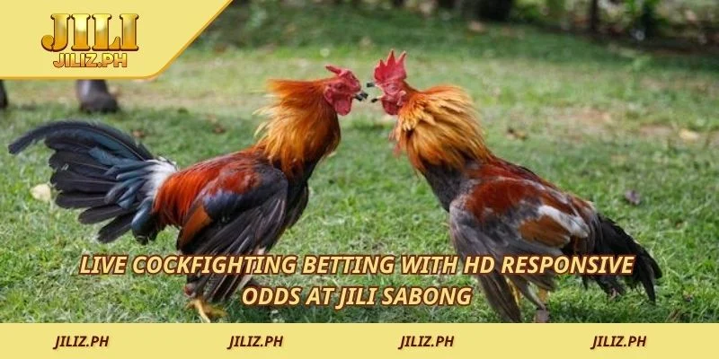 Live cockfighting betting with HD responsive odds at JILI Sabong 
